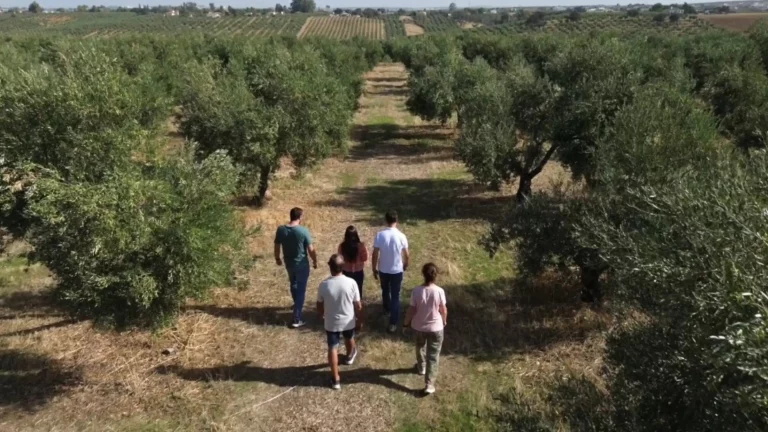 visita a un olivar ecologico renacer 3 768x432
